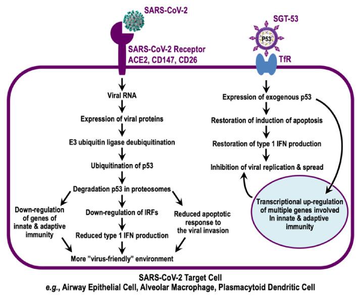 https://cdn.ncbi.nlm.nih.gov/pmc/blobs/9875/9027273/9cc70a8a87c3/viruses-14-00739-g004.jpg