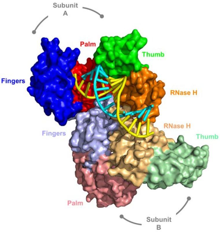 https://cdn.ncbi.nlm.nih.gov/pmc/blobs/9879/5371799/44b8e82583a1/viruses-09-00044-g002.jpg