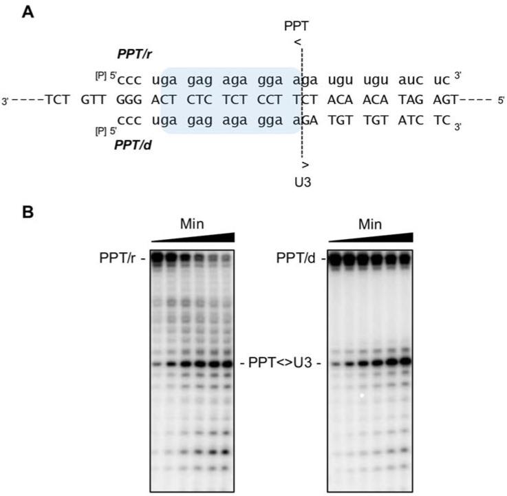 https://cdn.ncbi.nlm.nih.gov/pmc/blobs/9879/5371799/486d7c033304/viruses-09-00044-g007.jpg