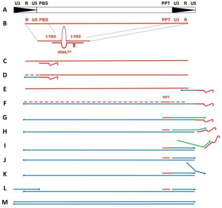 https://cdn.ncbi.nlm.nih.gov/pmc/blobs/9879/5371799/bdb73b0870e2/viruses-09-00044-g001.jpg