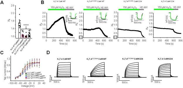 https://cdn.ncbi.nlm.nih.gov/pmc/blobs/9879/9988260/ca3852c4230e/elife-81961-fig1-figsupp2.jpg