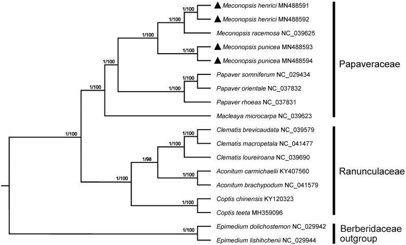 https://cdn.ncbi.nlm.nih.gov/pmc/blobs/987c/7721039/cdb7a9d703e8/TMDN_A_1693918_F0001_B.jpg