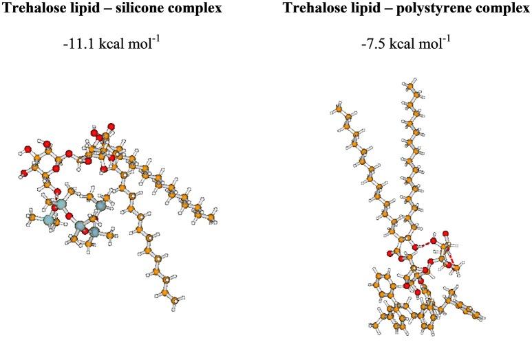 https://cdn.ncbi.nlm.nih.gov/pmc/blobs/987e/6198247/7b131238d368/fmicb-09-02441-g0006.jpg
