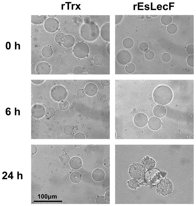 https://cdn.ncbi.nlm.nih.gov/pmc/blobs/987f/3795701/c26dd947ac04/pone.0076132.g008.jpg