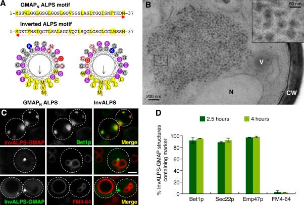 https://cdn.ncbi.nlm.nih.gov/pmc/blobs/9882/3135411/168fc044908f/JCB_201011118_RGB_Fig8.jpg