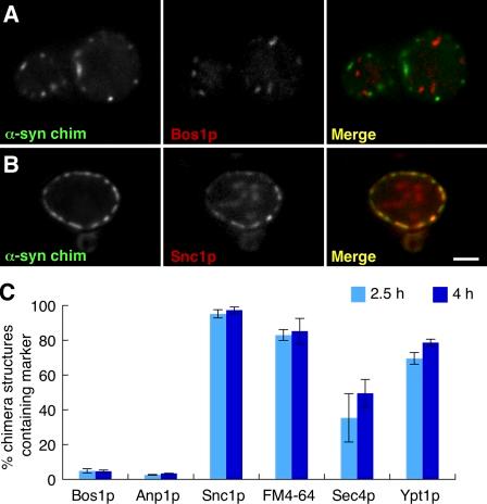 https://cdn.ncbi.nlm.nih.gov/pmc/blobs/9882/3135411/16e8227d5c17/JCB_201011118_RGB_Fig7.jpg