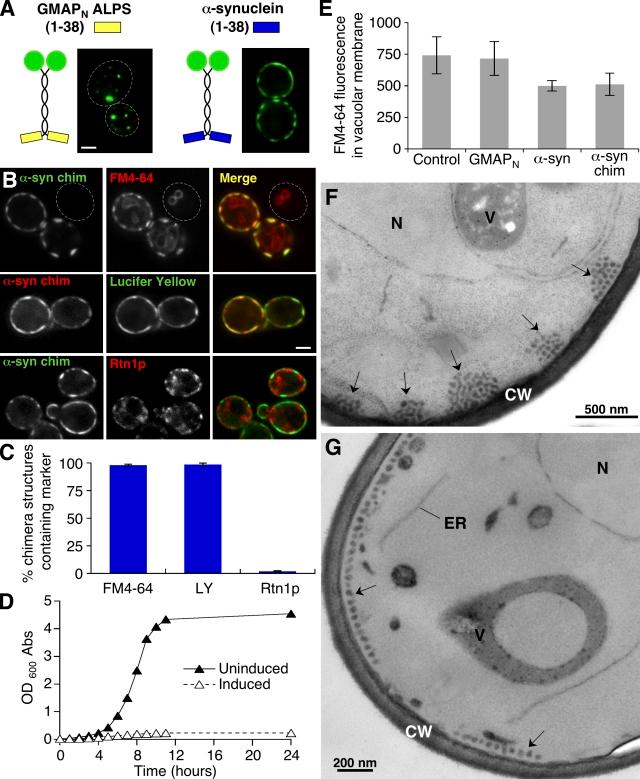 https://cdn.ncbi.nlm.nih.gov/pmc/blobs/9882/3135411/9700bf1fc36d/JCB_201011118R_RGB_Fig6.jpg