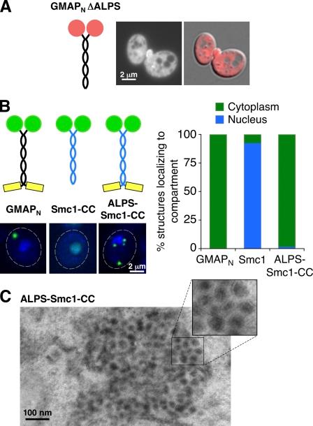 https://cdn.ncbi.nlm.nih.gov/pmc/blobs/9882/3135411/fd30adfea63e/JCB_201011118_RGB_Fig5.jpg