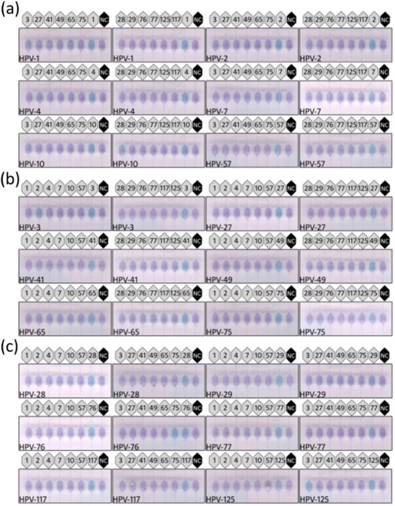 https://cdn.ncbi.nlm.nih.gov/pmc/blobs/9884/7346499/2e8560e8e5d2/12985_2020_1373_Fig2_HTML.jpg
