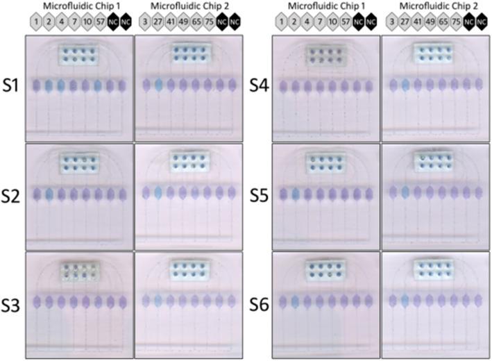 https://cdn.ncbi.nlm.nih.gov/pmc/blobs/9884/7346499/ec1140c0ab44/12985_2020_1373_Fig4_HTML.jpg