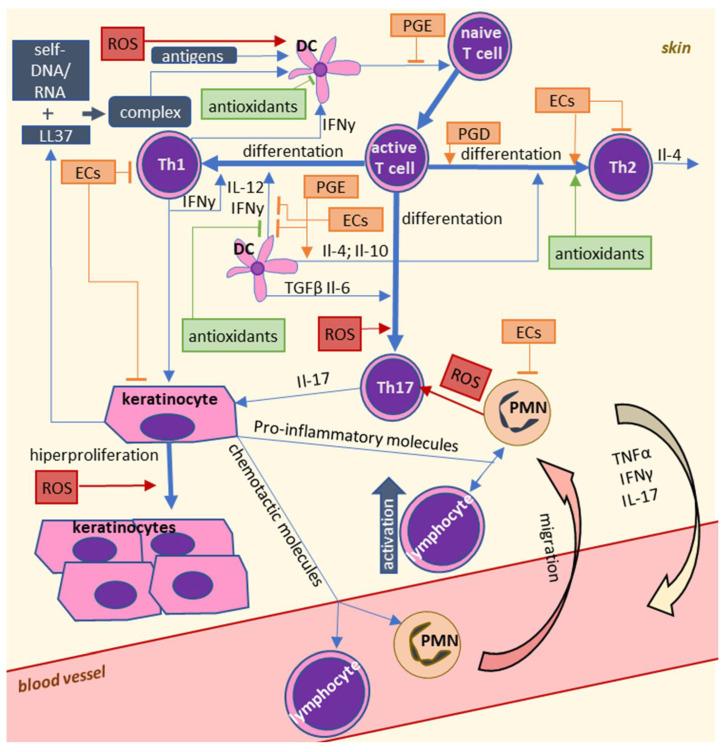 https://cdn.ncbi.nlm.nih.gov/pmc/blobs/9884/7828321/0aef186d68b4/ijms-22-00723-g003.jpg