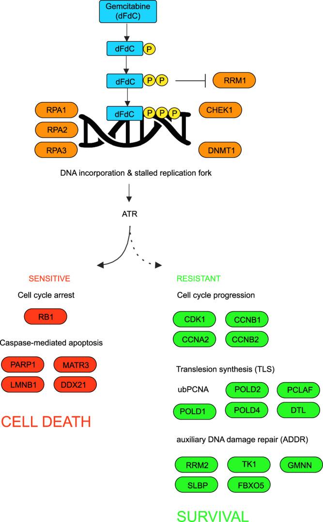 https://cdn.ncbi.nlm.nih.gov/pmc/blobs/9886/12059070/9acb9b06c042/41467_2025_59505_Fig7_HTML.jpg