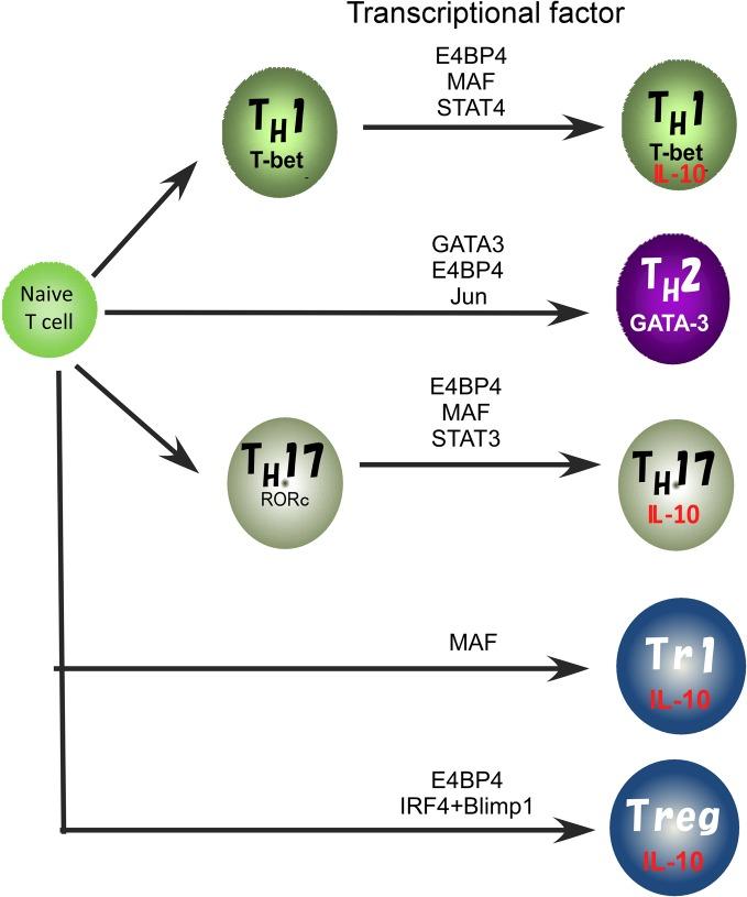 https://cdn.ncbi.nlm.nih.gov/pmc/blobs/9887/3430973/0e0b571599ed/fimmu-03-00275-g0002.jpg