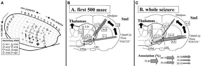 https://cdn.ncbi.nlm.nih.gov/pmc/blobs/9889/4318340/b380703afc25/fphys-06-00016-g0001.jpg