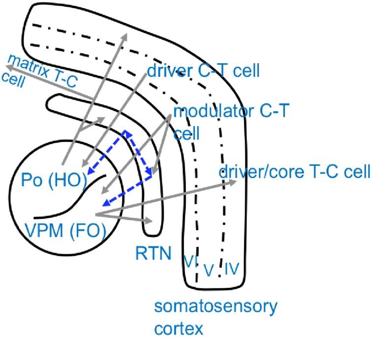 https://cdn.ncbi.nlm.nih.gov/pmc/blobs/9889/4318340/d7481be414db/fphys-06-00016-g0002.jpg