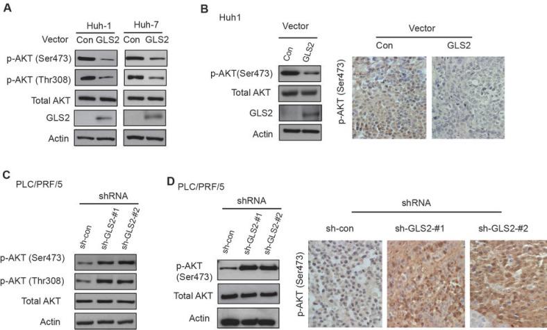 https://cdn.ncbi.nlm.nih.gov/pmc/blobs/988b/4058033/a47096b980ad/oncotarget-05-2635-g004.jpg