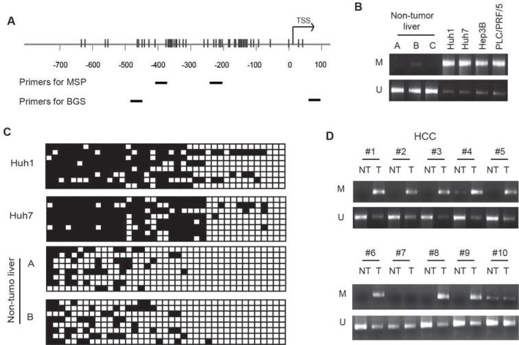 https://cdn.ncbi.nlm.nih.gov/pmc/blobs/988b/4058033/ab21a3394396/oncotarget-05-2635-g006.jpg