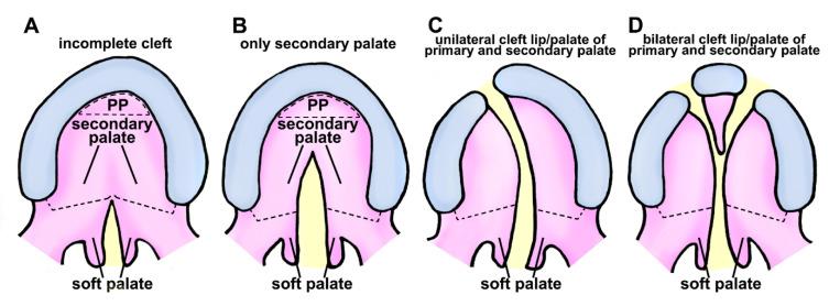 https://cdn.ncbi.nlm.nih.gov/pmc/blobs/988c/10416829/b47c2a6e9cf4/cells-12-01954-g001.jpg