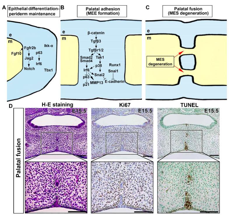 https://cdn.ncbi.nlm.nih.gov/pmc/blobs/988c/10416829/e852d8c3adc3/cells-12-01954-g003.jpg