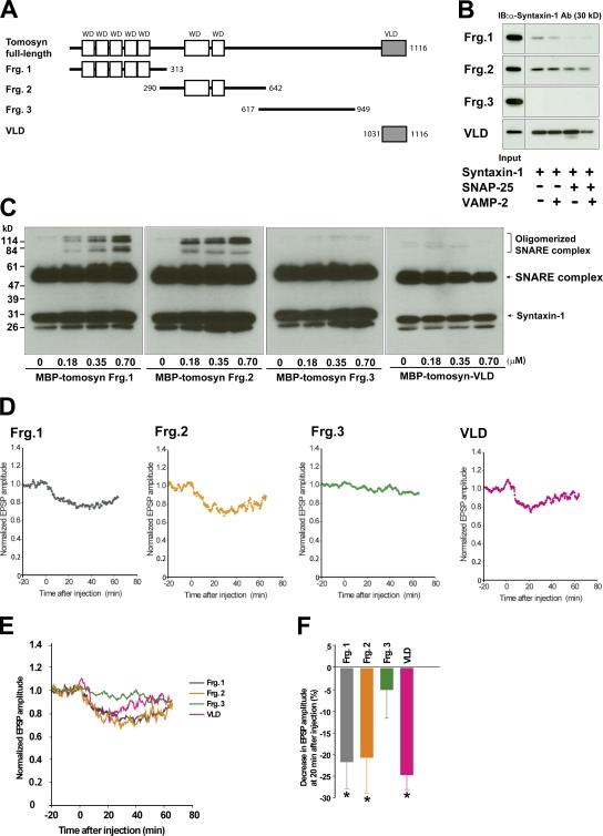 https://cdn.ncbi.nlm.nih.gov/pmc/blobs/9891/2568027/a317f796b3c1/jcb1830323f07.jpg