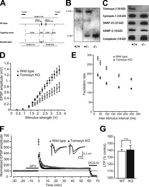 https://cdn.ncbi.nlm.nih.gov/pmc/blobs/9891/2568027/b2390da286c5/jcb1830323f01.jpg