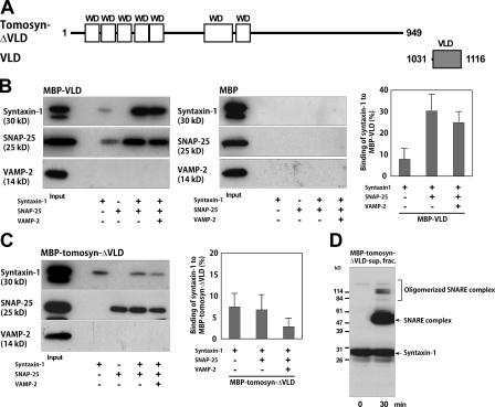 https://cdn.ncbi.nlm.nih.gov/pmc/blobs/9891/2568027/da6257ecddf5/jcb1830323f04.jpg