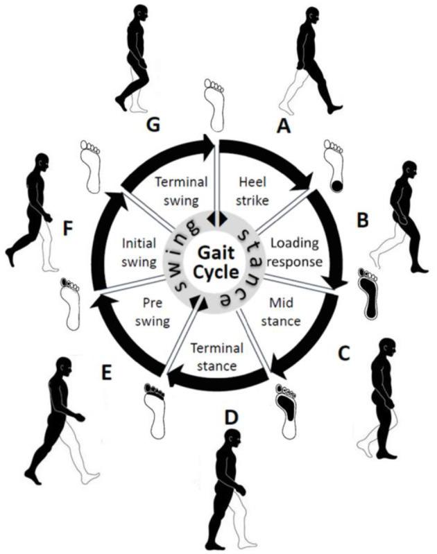 https://cdn.ncbi.nlm.nih.gov/pmc/blobs/9897/11377268/a7f0e0038eac/fninf-18-1451529-g0001.jpg