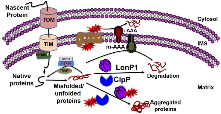 https://cdn.ncbi.nlm.nih.gov/pmc/blobs/989a/7481364/5dea48c9c43b/fphys-11-01054-g003.jpg