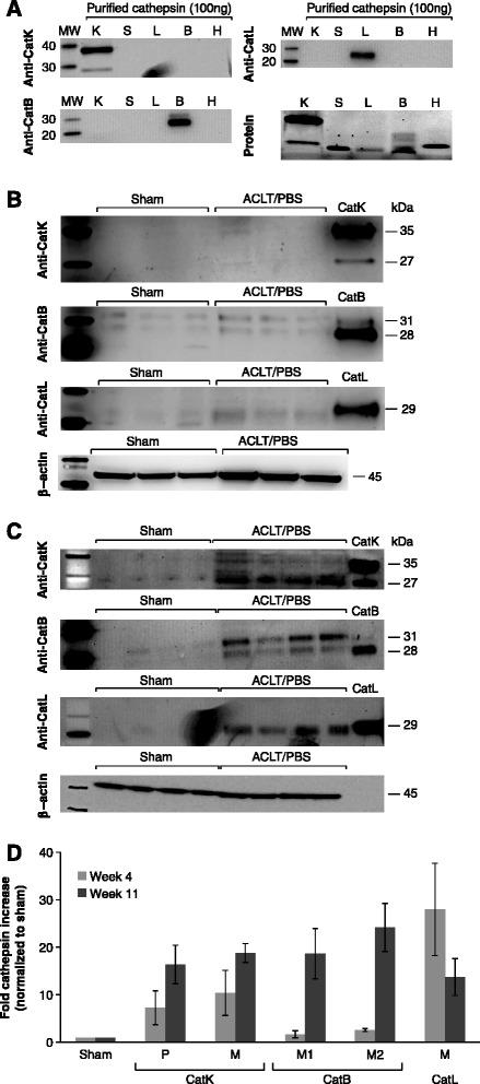https://cdn.ncbi.nlm.nih.gov/pmc/blobs/989c/4350912/1d99a202c5f8/13075_2015_519_Fig3_HTML.jpg