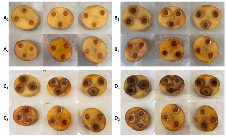 https://cdn.ncbi.nlm.nih.gov/pmc/blobs/989c/9785987/befe409c1cda/microorganisms-10-02369-g001.jpg
