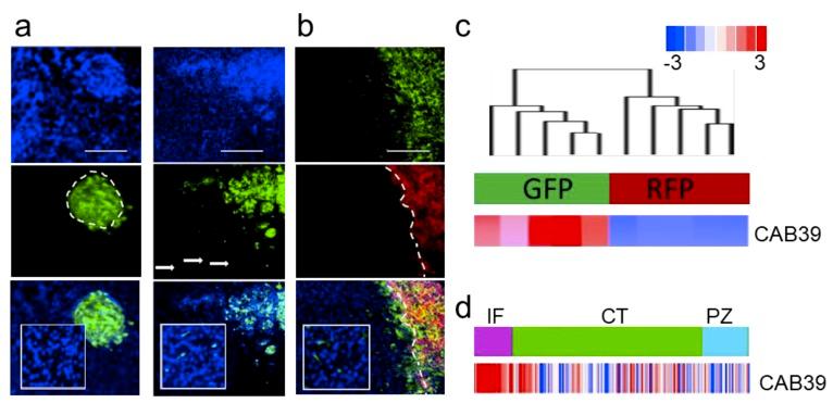 https://cdn.ncbi.nlm.nih.gov/pmc/blobs/989d/6468936/7e521b8a183f/ncrna-05-00025-g002.jpg
