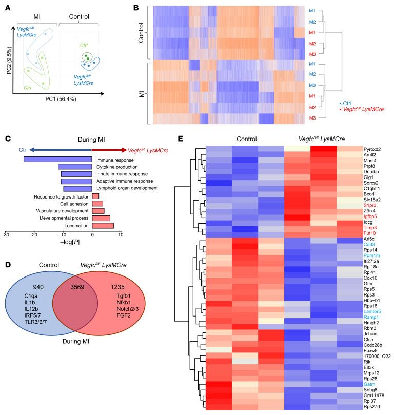 https://cdn.ncbi.nlm.nih.gov/pmc/blobs/989d/9057589/54104cde2028/jci-132-140685-g087.jpg
