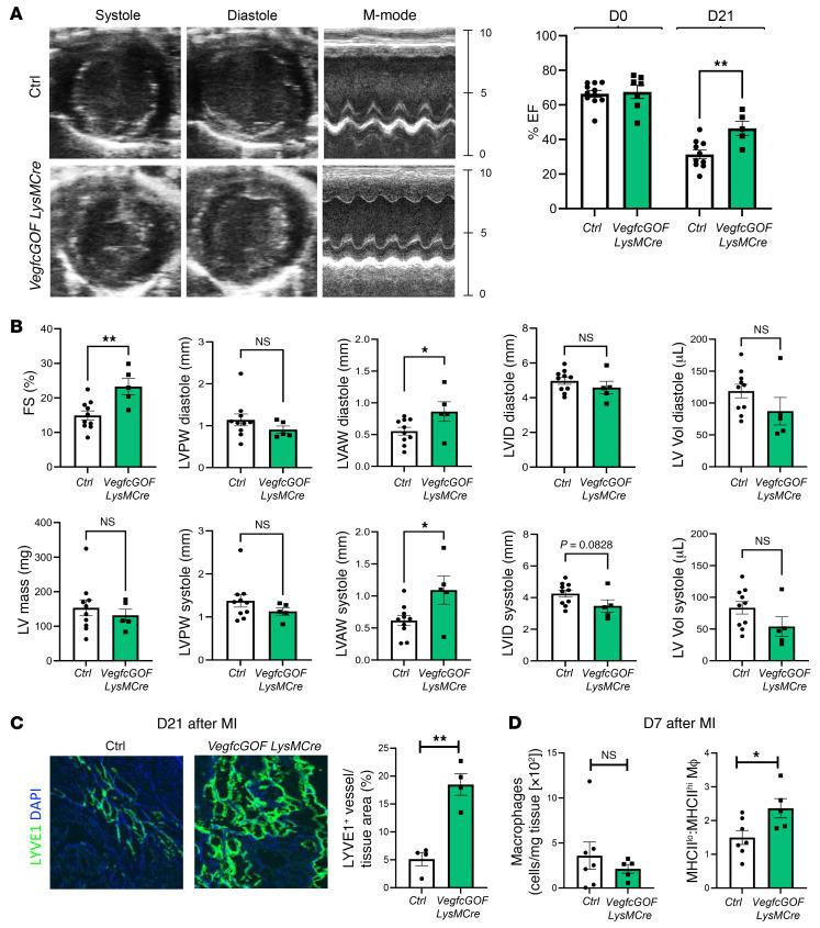 https://cdn.ncbi.nlm.nih.gov/pmc/blobs/989d/9057589/fe5d8e78f5e2/jci-132-140685-g085.jpg