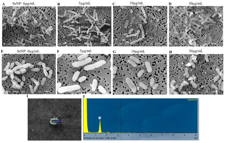 https://cdn.ncbi.nlm.nih.gov/pmc/blobs/989e/10300849/3daea58908ed/microorganisms-11-01519-g005.jpg