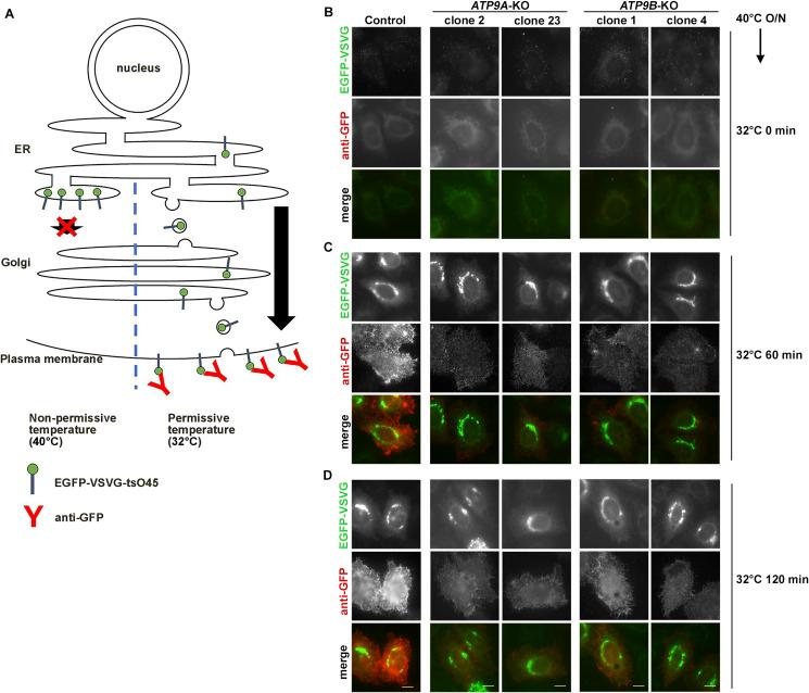 https://cdn.ncbi.nlm.nih.gov/pmc/blobs/98a0/12000689/52f54e633b47/LSA-2024-03163_FigS3.jpg
