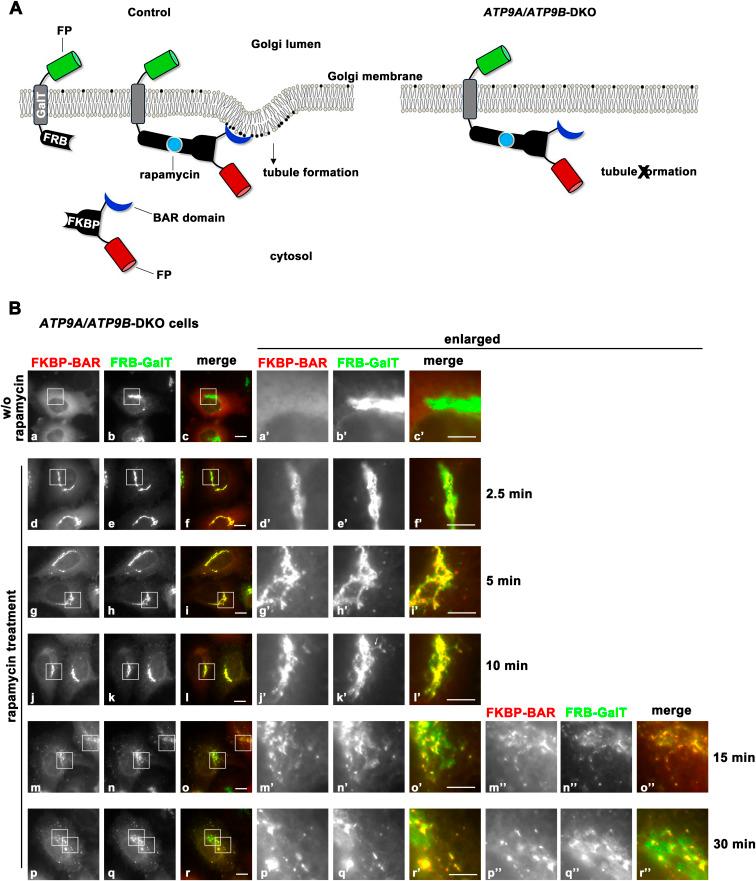 https://cdn.ncbi.nlm.nih.gov/pmc/blobs/98a0/12000689/886e78f75d75/LSA-2024-03163_FigS8.jpg