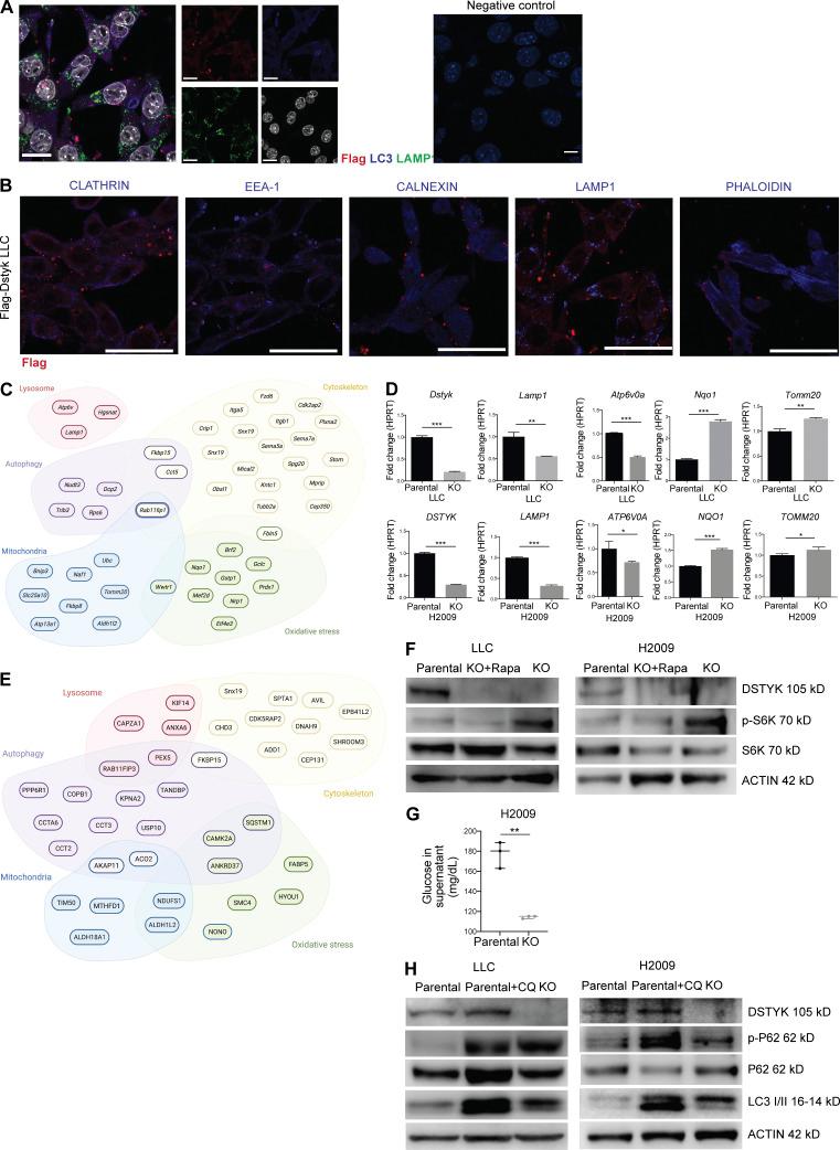 https://cdn.ncbi.nlm.nih.gov/pmc/blobs/98a0/9524203/39925d42e0e7/JEM_20220726_FigS2.jpg