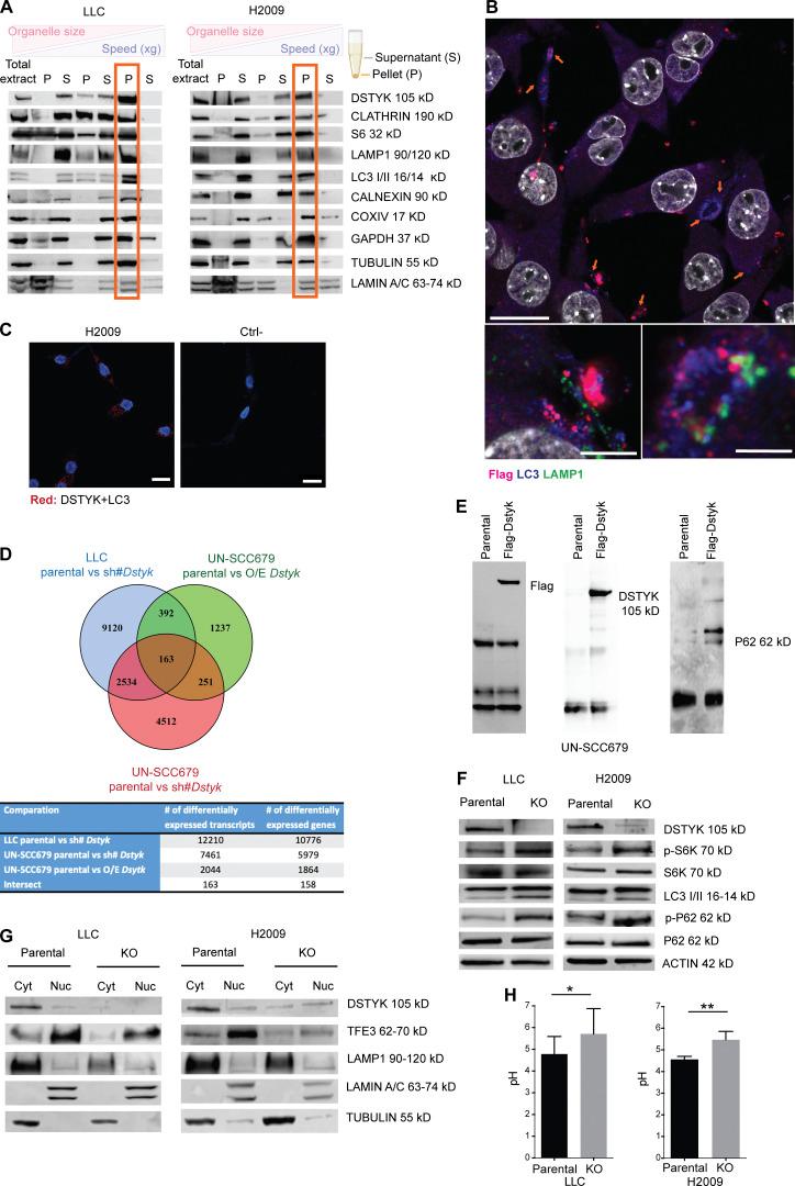 https://cdn.ncbi.nlm.nih.gov/pmc/blobs/98a0/9524203/4a1735ad78c4/JEM_20220726_Fig2.jpg