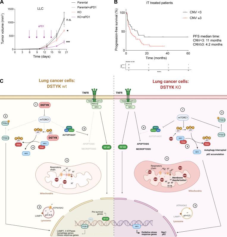 https://cdn.ncbi.nlm.nih.gov/pmc/blobs/98a0/9524203/df0b64b62b39/JEM_20220726_Fig6.jpg