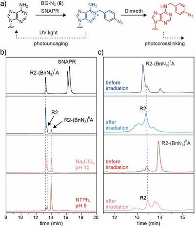 https://cdn.ncbi.nlm.nih.gov/pmc/blobs/98ab/12184302/e1a86012cbae/ANIE-64-e202500257-g001.jpg