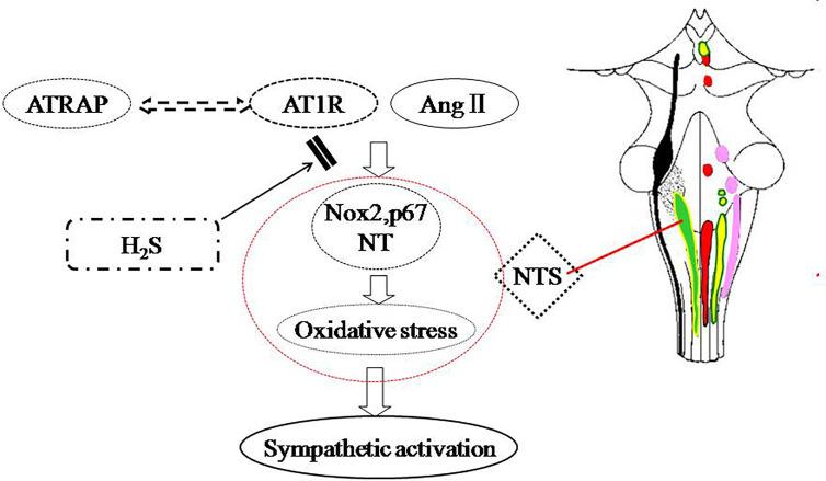 https://cdn.ncbi.nlm.nih.gov/pmc/blobs/98af/7518068/56903f845f16/fphar-11-565726-g007.jpg