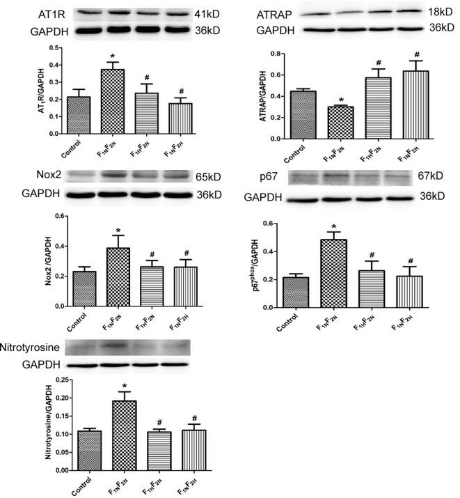 https://cdn.ncbi.nlm.nih.gov/pmc/blobs/98af/7518068/d33a509f3c76/fphar-11-565726-g005.jpg