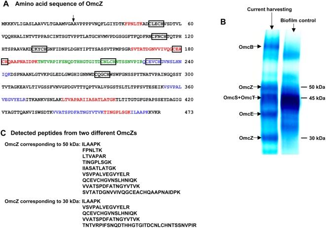 https://cdn.ncbi.nlm.nih.gov/pmc/blobs/98b6/2680965/33fd64e963eb/pone.0005628.g003.jpg