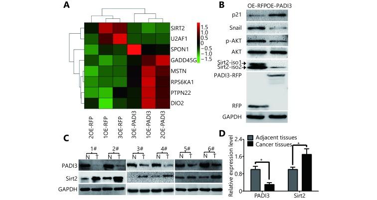 https://cdn.ncbi.nlm.nih.gov/pmc/blobs/98ba/6936227/0fc4dca22253/cbm-16-4-729-5.jpg