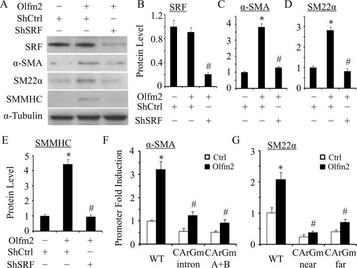 https://cdn.ncbi.nlm.nih.gov/pmc/blobs/98bb/4263453/358b6a6bb0d6/4106fig4.jpg