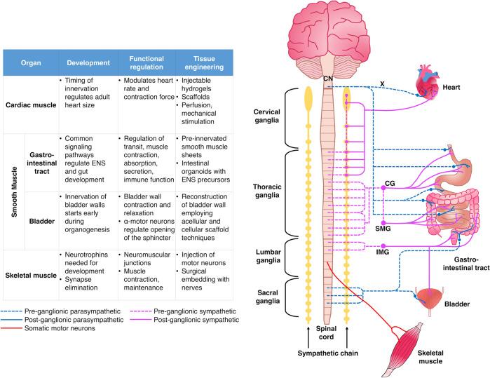 https://cdn.ncbi.nlm.nih.gov/pmc/blobs/98bd/7275031/a65dea70fb79/41536_2020_96_Fig1_HTML.jpg