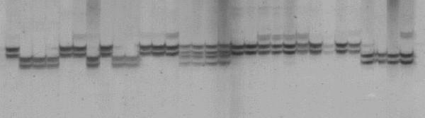 https://cdn.ncbi.nlm.nih.gov/pmc/blobs/98bf/491793/10e4da608d50/1471-2229-4-11-1.jpg