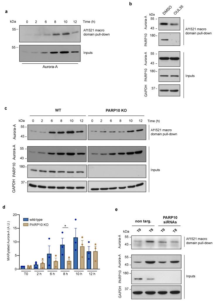 https://cdn.ncbi.nlm.nih.gov/pmc/blobs/98c0/9659153/1bc32b9bd96d/cancers-14-05210-g002.jpg