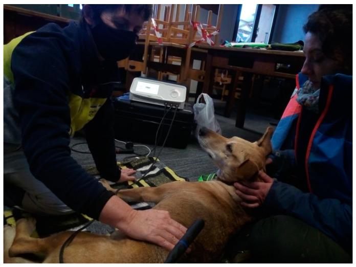 https://cdn.ncbi.nlm.nih.gov/pmc/blobs/98c5/9774424/fb192b74e659/animals-12-03530-g003.jpg