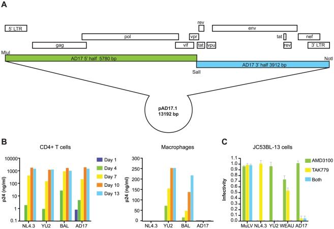 https://cdn.ncbi.nlm.nih.gov/pmc/blobs/98c8/2869329/fc1a9e8e46d1/ppat.1000890.g005.jpg